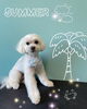 「可愛い子ちゃん♡ Dog salon mofu mofu 余市町」