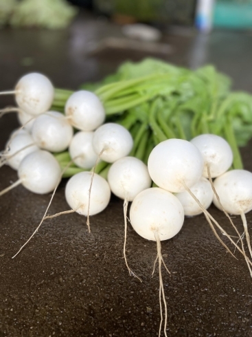 サラダラティーナかぶ、水分が多めで生食用！「☆カラフル野菜の小山農園、端境期脱出☆」