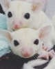 「小動物と、ちょうどいい暮らし🐹」