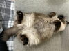 お店には太ったリアル招き猫がいます(^^)「仕事始め」