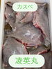 カスベ「本日鮮魚入荷致しました」