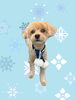 「Dog salon mofu mofu　余市町」