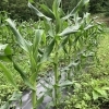 第8回　薮川とうもろこし栽培体験記2021