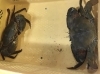 「魚魚市場鮮魚コーナーおすすめは「チカメキントキ」です🎶　」