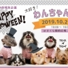 ※終了しました※第43回　新川あさ市　同時開催　大好き！わんちゃん広場