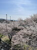 満開の桜「名張桜まつりに行ってきました❗️」