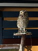 アナホリフクロウ「ウラルOWL」