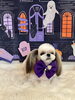 なこちゃん「Happy Halloween 2026🎃」