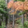 「いろんな表情を見せてくれる入笠山」