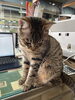 蒼「看板猫の日常」