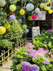 提灯と紫陽花「本日の境内の様子です」