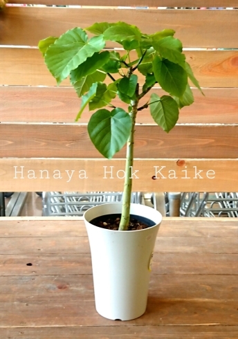 ウンベラータ「『はなやHOK皆生店』観葉植物入荷しました！」