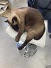 こちらが看板猫「ブンブン丸」。席を取られました泣「打ち合わせ中に可愛い猫ちゃんと戯れてエネルギー補給」
