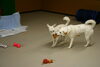 「今日のお友達」