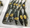 「魚魚市場鮮魚コーナーおすすめは「ヤリイカ」です♪」