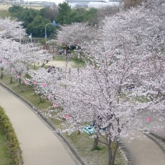 寝屋川公園の桜