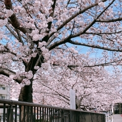 ■桜特集■豊明市　桜ヶ丘公園