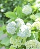 古川親水公園「紫陽花の季節　開花情報♪　古川親水公園・旧中川河川敷」