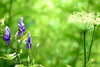「終盤のエンビセンノウなど、湿原を彩る花たち🌿」
