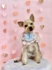 クーくん「ピンクバレンタイン💕」