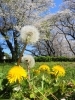 たんぽぽと桜