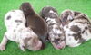「ミニチュアダックス子犬情報」