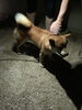 「迷い犬を保護しています【西条市丹原町来見付近】保護した日（2025年9月6日）」
