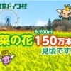 【東京ドイツ村】　150万本の菜の花が見頃を迎えています♪
