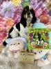 アメリカンコッカー　カット「🌿愛犬肌ケアハーブパック🌿🐶アメリカンコッカースパニエル、トリミングのお友達🌷」
