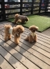 ましゅまろ幼稚園児　（＾ν＾）「ましゅまろ幼稚園　（＾ν＾）」