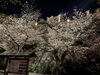 松阪公園(松坂城跡)の桜「松坂城跡桜ドローンショー」