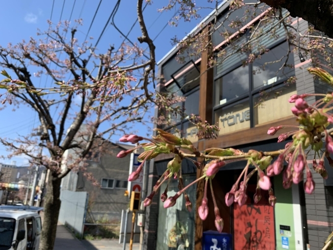 「小樽のバー・ハーフトーンでは、夜桜が楽しめます。当店独自の小樽割りと共に夜桜を楽しんでみませんか」