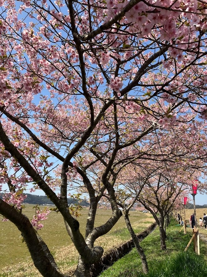 春殖)地区赤川沿いの河津桜　雲南市大東町