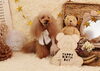 咲良ちゃん「Anniversary photo　」