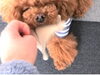ずっとカミカミ　にこくん「わんこのフォトコンテスト　ヾ(＠⌒ー⌒＠)ノ」