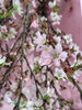 「【泉佐野市、貝塚市、熊取町、日根野】でお住まいの方で桜をプレゼントしたい方、お花見がしたい方にオススメの花屋りっちゅ情報」