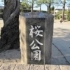 【枚方】桜公園の桜