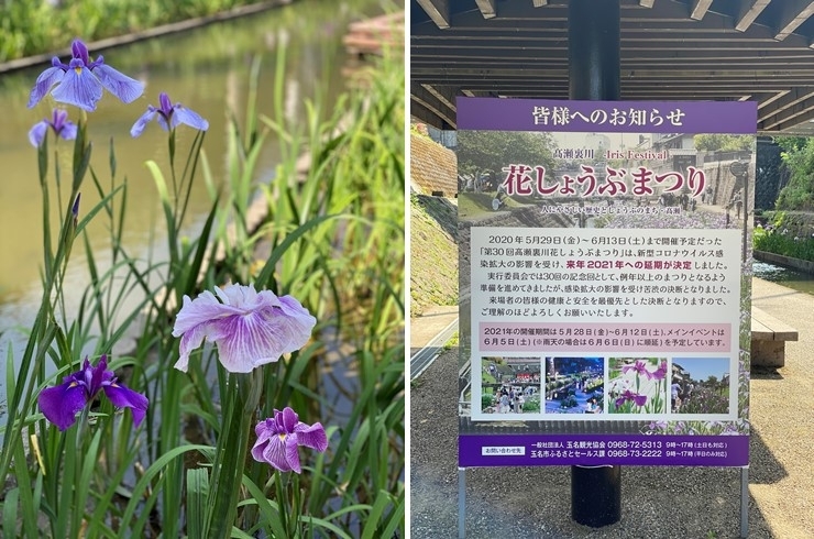 玉名市 高瀬裏川の花しょうぶ まいぷれ編集部が行く まいぷれ 荒尾 玉名 山鹿