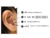 食欲を抑えられない方には耳つぼダイエット!!「✨フェイシャルメニューのご案内✨」