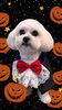 「Dog salon mofu mofu　余市町」