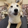 アジア　くん