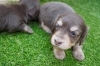 ミニチュアダックス子犬情報 | BERUZE DACHS（ベルゼダックス）の