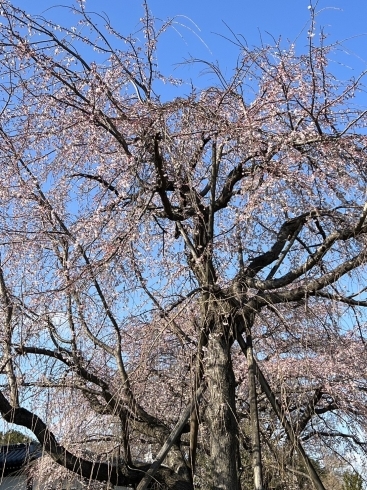 まだ　これから咲くのが楽しみ「満開間近！府中市の東郷寺のしだれ桜(枝垂れ桜)の開花状況、見頃の情報　第3報」