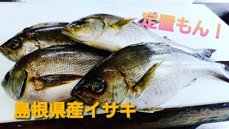 【定置もん】島根県産イサキ「○本日のお刺身○【定置もん】島根県産ハマチ、イサキ」