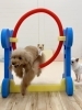 咲良ちゃんジャンプ💨「ましゅまろ幼稚園🐾」