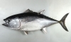 ミナミマグロ「魚の雑学 マグロの雑学(1) マグロの種類 by ショッパー桜川」