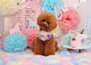 「Anniversaryphoto　(*^-^*)」