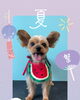 「Dog salon mofu mofu　余市町」