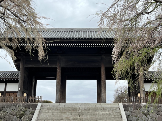 2023年見頃から10日経過した頃の写真「東郷寺しだれ桜　2024年の開花情報」