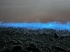 夜光虫「光り輝く幻想的な海の世界を見に行く/夜光虫/静岡の水槽レンタルとプロデュースとアクアデザインブルース/」